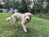albert-image1
