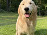 albert-image3