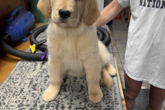1_belvedere-pups-image0