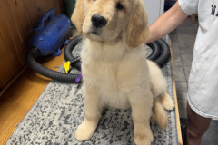 1_belvedere-pups-image1