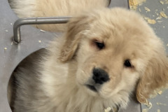 belvedere-pups-image0
