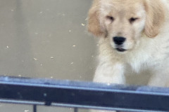 belvedere-pups-image1