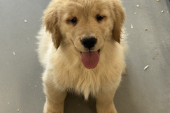 belvedere-pups-image2