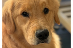 bailey-named