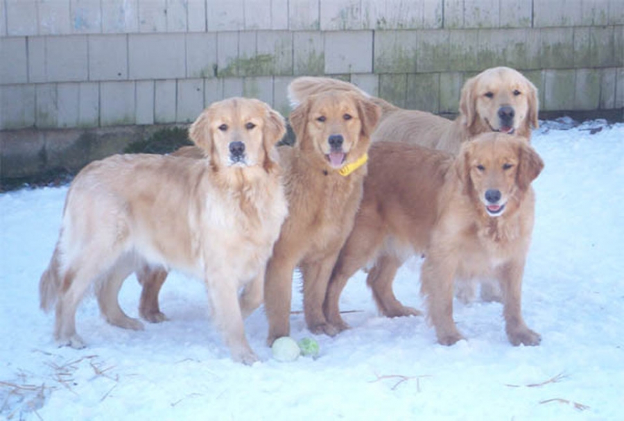 dazzle-group-photo