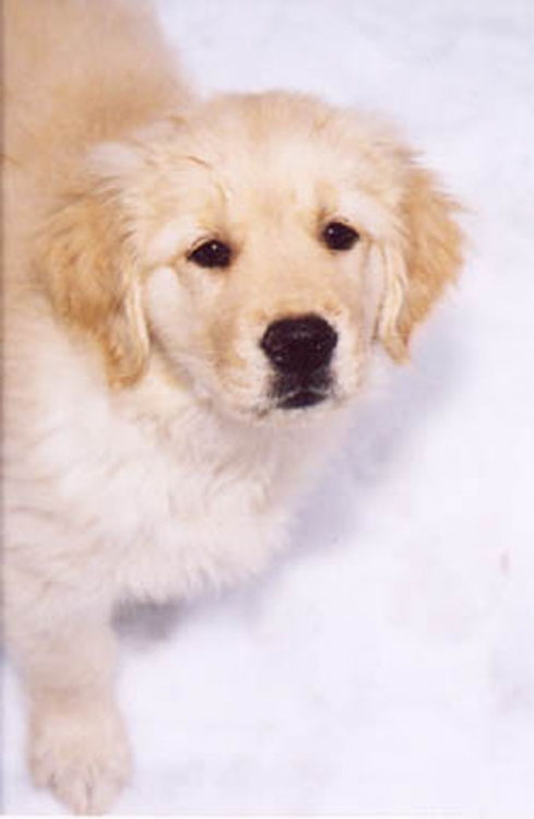 dazzlepup