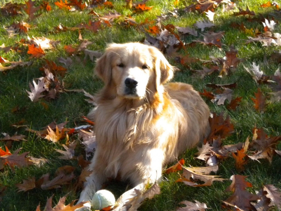 Delilah in the fallen leaves