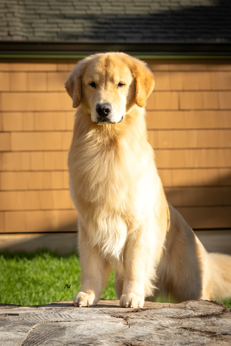 king-louie-image0