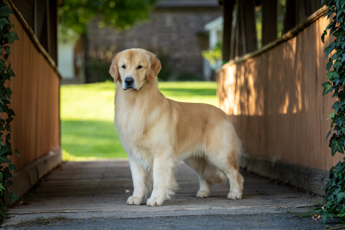 king-louie-image1