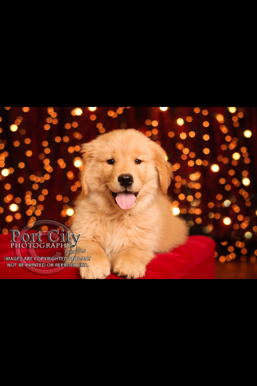 Maeve puppy slide