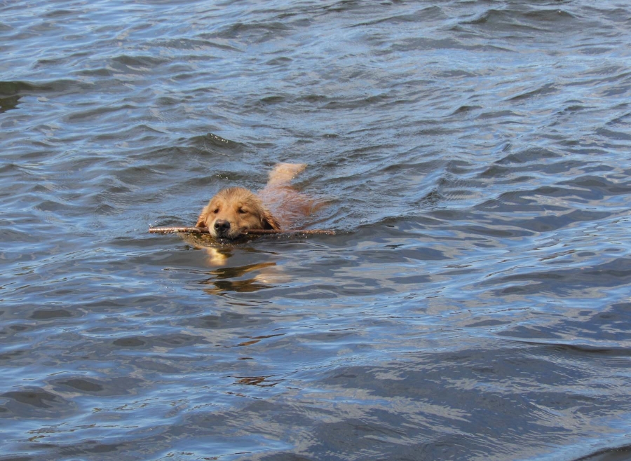 Maeve with stick           May 2015 resize