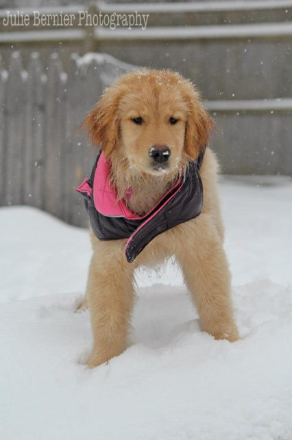puppy slide maeve winter