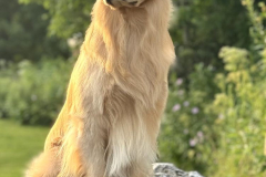 monty-image1