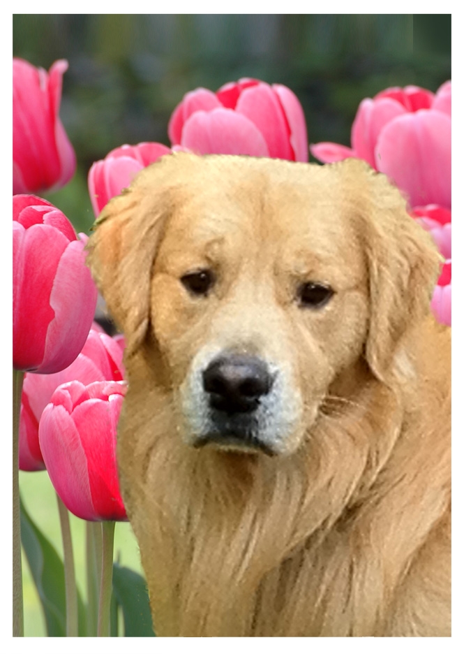 boomer-pink-tulips-2