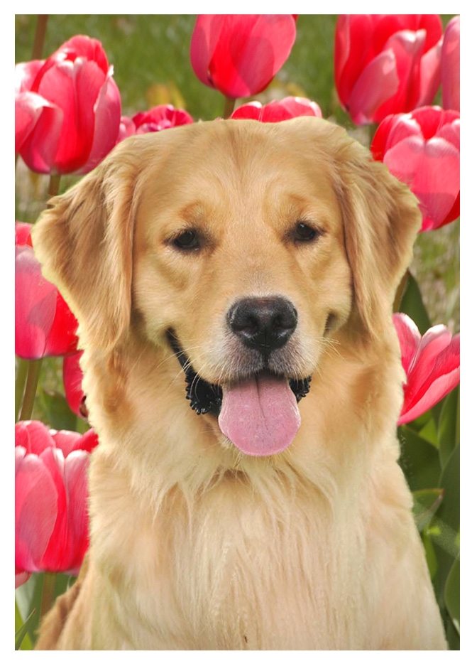 duchess-pink-tulips